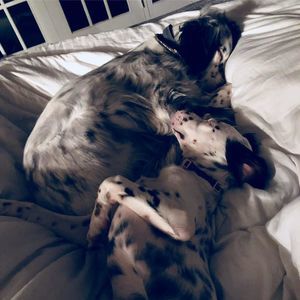 Meet your Posher, Anne